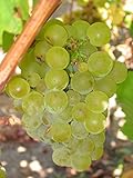 Vitis vinifera Chardonnay WINE GRAPE Seeds! Photo, bestseller 2024-2023 new, best price $12.20 review