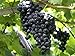 Photo HeirloomSupplySuccess TM 25 Heirloom Purple Concord Grape Seeds new bestseller 2024-2023