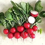 500+ Radish Seeds- Cherry Belle Radish Photo, bestseller 2024-2023 new, best price $4.39 review