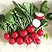 Photo 500+ Radish Seeds- Cherry Belle Radish new bestseller 2024-2023