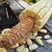 Photo Pencil Cob Corn - 1 OZ ~130 Seeds - Non-GMO, Open Pollinated, Heirloom, Vegetable Gardening Seeds new bestseller 2024-2023