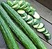 Photo Japanese Long Burpless Cucumber Seeds - Sooyow Nishiki Green Non-GMO (25 - Seeds) new bestseller 2024-2023