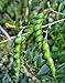 Photo 50 Organic Gandules, Pigeon Peas (Cajanus cajan) Seeds new bestseller 2024-2023