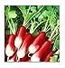 Photo 100 French Breakfast Radish Seeds | Non-GMO | Fresh Garden Seeds new bestseller 2024-2023