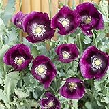 300 Lauren's Grape Poppy Flower Seeds Photo, bestseller 2024-2023 new, best price $7.49 review