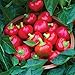 Photo Burpee Cherry Stuffer Sweet Pepper Seeds 25 seeds new bestseller 2024-2023