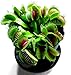 Photo Mars Venus Flytraps Strong Healthy Mature Venus Flytrap Neon Green Original Classic Venus Fly Trap Live Plant new bestseller 2024-2023