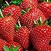 Photo 9GreenBox Albion Strawberry Plants Organic Grown 20 Bare Root Crowns Day Neutral Non-GMO new bestseller 2024-2023