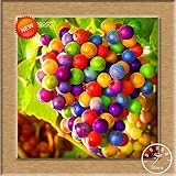 Neue Samen 2016!100 Samen/Beutel 12 Arten von Traubenkernen Advanced Fruit Seed Natural Growth Trauben Sweet Kyoho Gardening Foto, Bestseller 2024-2023 neu, bester Preis 10,99 € Rezension