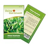 Winter-Kopfsalat Maiwunder Samen - Lactuca sativa - Winter-Kopfsalatsamen - Gemüsesamen - Saatgut für 500 Pflanzen Foto, Bestseller 2024-2023 neu, bester Preis 1,99 € (0,00 € / stück) Rezension