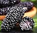 Foto 50 piezas de semillas de morera negra Reliquia de familia Semillas de arbusto de fruta perenne de BlackBerry dulce para el balcón del jardín de su casa Frutas de morera suculentas deliciosas nuevo éxito de ventas 2024-2023