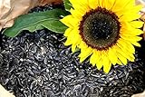 Futterbauer 20 kg Sonnenblumenkerne schwarz Vogelfutter Ganzjahresvogelfutter Foto, Bestseller 2024-2023 neu, bester Preis 30,99 € (1,55 € / kg) Rezension