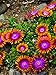 Photo Perennial Farm Marketplace Delosperma 'Fire Spinner' (Ice Plant) Groundcover, 1 Quart, Bright Orange Petals with Purplish-Pink Centers new bestseller 2024-2023