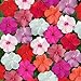 Photo Outsidepride Impatiens Clear Mix - 100 Seeds new bestseller 2024-2023