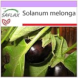 SAFLAX - Berenjena - 20 semillas - Solanum melonga Foto, éxito de ventas 2025-2024 nuevo, mejor precio 3,95 € revisión