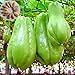 Photo 20 Pièces/Sac Graines De Chayote Soleil Besoin De Vitamine Nutritive Incluse Graines De Plantes De Chayote Naturelles Pour Graines De Jardin De Plantes De Jardin Graines de chayote nouveau best-seller 2024-2023