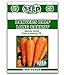 Photo Danvers Half Long Carrot Seeds - 1000 Seeds Non-GMO new bestseller 2024-2023