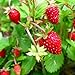 Photo KIRA SEEDS - Alpine Strawberry Alexandria - Everbearing Fruits for Planting - GMO Free new bestseller 2024-2023