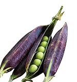 Burpee Purple Podded Pea Seeds 200 seeds Photo, bestseller 2024-2023 new, best price $9.36 ($0.05 / Count) review