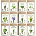 Photo Seedra 12 Herb Seeds Variety Pack - 3800+ Non-GMO Heirloom Seeds for Planting Hydroponic Indoor or Outdoor Home Garden - Rosemary, Tarragon, Lavender, Oregano, Basil, Thyme, Parsley, Chives & More new bestseller 2024-2023