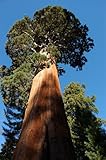 Seedeo® Anzuchtset Berg - Mammutbaum (Sequoiadendron giganteum) 50 Samen Foto, Bestseller 2024-2023 neu, bester Preis 12,95 € Rezension