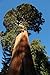 Foto Seedeo® Anzuchtset Berg - Mammutbaum (Sequoiadendron giganteum) 50 Samen neu Bestseller 2024-2023