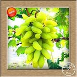 Neue Samen 2016!100 Samen/Beutel 12 Arten von Traubenkernen Advanced Fruit Seed Natural Growth Trauben Sweet Kyoho Gardening Foto, Bestseller 2024-2023 neu, bester Preis 10,99 € Rezension