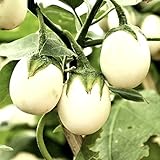 Semillas de berenjena 'Golden Egg' - Solanum melongena Foto, éxito de ventas 2025-2024 nuevo, mejor precio 14,49 € revisión