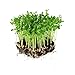 Photo Dun Pea Seeds: 5 Lb - Bulk, Non-GMO Peas Sprouting Seeds for Vegetable Gardening, Cover Crop, Microgreen Pea Shoots new bestseller 2024-2023