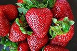 Organic Rustic Strawberry Seeds - 105 Count Photo, bestseller 2024-2023 new, best price $4.39 review