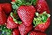 Photo Organic Rustic Strawberry Seeds - 105 Count new bestseller 2024-2023