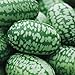 Photo Cucamelon Seeds 35 Seed Pack Mexican Sour Gherkin, Mouse Melon 35 Seeds new bestseller 2024-2023