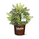 2 Gal. Lemon Lime Nandina Shrub Photo, bestseller 2025-2024 new, best price $36.06 review