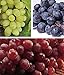 Photo zcbang Rare Plant Fruit Seed 30 Pcs Grape Seeds - Beauteous Sweet Green Grape new bestseller 2024-2023