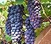 Photo 30+ Thompson Grape Seeds Vine Plant Sweet Excellent Flavored Green Grape new bestseller 2024-2023