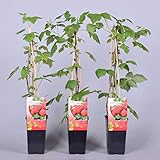 Himbeere Rubus idaeus 'Malling Promise' Beerenobst Gartenpflanze als Busch 40-60cm Foto, Bestseller 2024-2023 neu, bester Preis 6,50 € Rezension