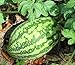 Photo 25 Florida Giant Watermelon Seeds | Non-GMO | Heirloom | Fresh Garden Seeds new bestseller 2024-2023