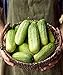 Photo Burpee Pick-A-Bushel Pickling Cucumber Seeds 30 seeds new bestseller 2024-2023