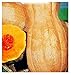 Foto Semillas de calabaza Butternut rugosa - verduras - cucurbita moschata - 35 semillas aproximadamente - las mejores semillas de plantas - flores - frutas raras - calabazas arrugadas - idea de regalo nuevo éxito de ventas 2024-2023