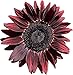 Photo UtopiaSeeds Chocolate Cherry Sunflower Seeds - Beautiful Deep Red Sunflower new bestseller 2024-2023