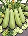 Photo CEMEHA SEEDS - Zucchini Courgette Squash Bush Type 36 Days Non GMO Vegetable for Planting new bestseller 2024-2023