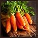 Photo Little Finger Carrot Seeds | Heirloom & Non-GMO Carrot Seeds | Vegetable Seeds for Planting Outdoor Home Gardens | Planting Instructions Included new bestseller 2024-2023