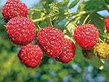 2 Joan J Raspberry Plants Everbearing Photo, bestseller 2024-2023 new, best price $27.95 review