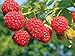 Photo 2 Joan J Raspberry Plants Everbearing new bestseller 2024-2023