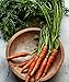 Photo Burpee Scarlet Nantes Carrot Seeds 3000 seeds new bestseller 2024-2023