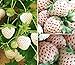 Photo 2000+ White Strawberry Seeds for Planting new bestseller 2024-2023