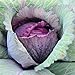 Photo David's Garden Seeds Cabbage Red Acre 5423 (Purple) 100 Non-GMO, Heirloom Seeds new bestseller 2024-2023