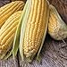 Photo Honey Select Yellow Sweet Corn Seeds, 50+ Heirloom Seeds Per Packet, (Isla's Garden Seeds), Non GMO Seeds, 90% Germination Rates, Botanical Name: Zea Mays new bestseller 2024-2023