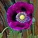 Photo Poppy Seeds - Laurens Grape - Packet, Purple, Flower Seeds, Open Pollinated, Attracts Pollinators, Dry Area Tolerant, Container Garden, Easy to Grow Maintain new bestseller 2024-2023