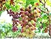 Photo 30PCS Rare Finger Grape Seeds Advanced Fruit Seed Natural Growth Grape Delicious new bestseller 2024-2023